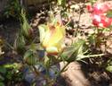 Samba ® rose photo