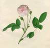 Rosa centifolia minor rose photo