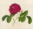Violaceo Purpurea Nigricans Holosericea Plena rose photo