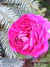 Mrs Yamada rose photo