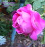 Mrs Yamada rose photo