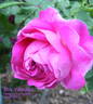 Mrs Yamada rose photo
