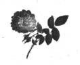 <i>Rosa belgica</i> Mill. rose photo
