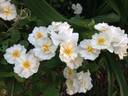 Grandma Bunny rose photo