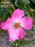 Felicitas ® rose photo