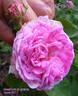 Gloire de France rose photo