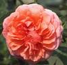 Enchanted Autumn rose photo