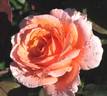 Enchanted Autumn rose photo
