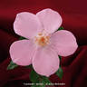 Lavender Spoon rose photo