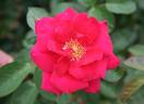 Flashing Red rose photo