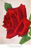 Dr. F. G. Chandler rose photo