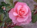 Beryl Wearmouth rose photo