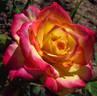 Birthday Surprise rose photo