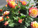 Birthday Surprise rose photo