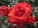 Coral Gem rose photo