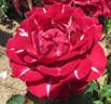 Lightning Strike rose photo