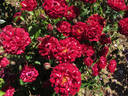 Lightning Strike rose photo