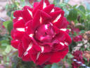 Lightning Strike rose photo