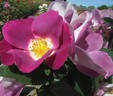 Moorcroft rose photo