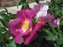 Moorcroft rose photo