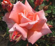Always You rose photo