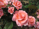 Always You rose photo