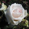 Daniel rose photo