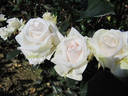 Daniel rose photo