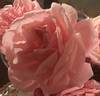 Mademoiselle la Comtesse de Leusse rose photo