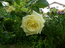 Elfe ® rose photo