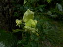 Elfe ® rose photo