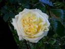 Elfe ® rose photo