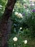 Elfe ® rose photo