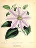 C. 'Fairy Queen' clematis photo