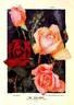 Los Angeles rose photo