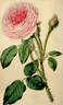 Princess Alice rose photo