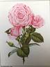 Rosenelfe rose photo