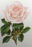 Marchioness of Londonderry rose photo