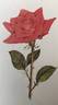 Command Performance rose photo