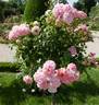 Badminton Girl rose photo