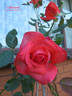 Vibrant rose photo