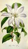 <i>C. patens</i> 'Amalia' clematis photo
