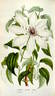 <i>C. patens</i> 'Louisa' clematis photo