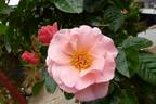 Checkmate rose photo