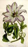 <i>C. patens</i> 'Sophia' clematis photo
