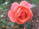 Matchless Mother rose photo
