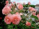 The Fisherman's Cot rose photo