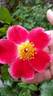 Fires of Alamo rose photo