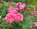 Romina rose photo