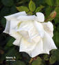 Niphetos, Cl. rose photo
